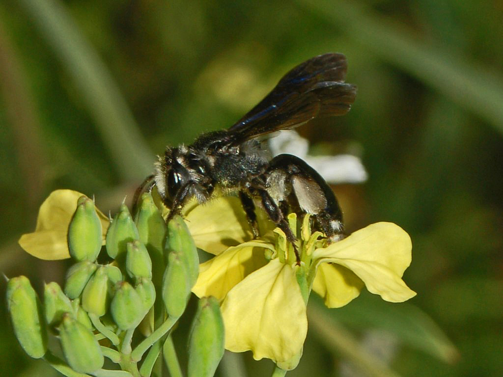 Una vespa tutta nera: Andrena agilissima